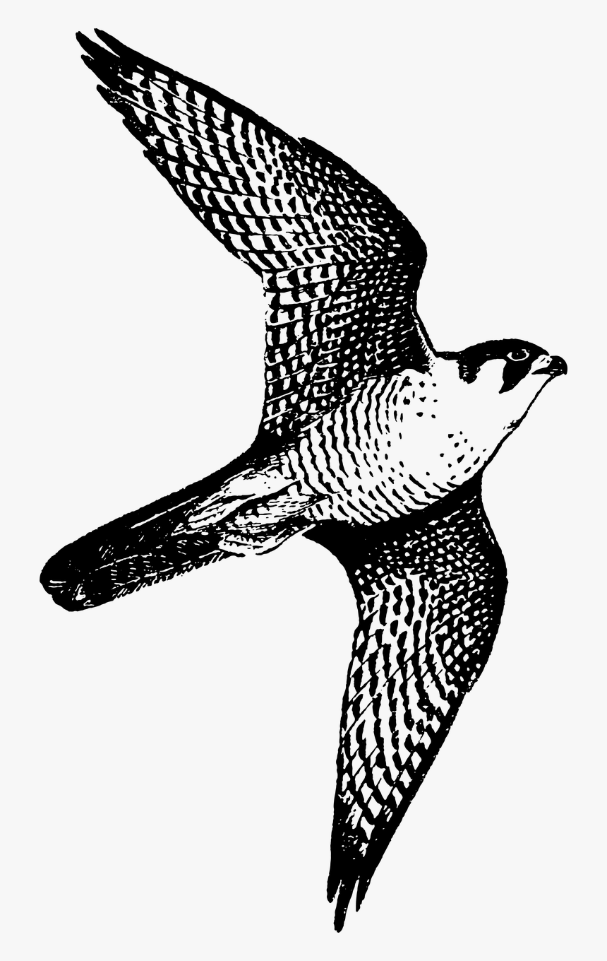 Peregrine Falcon, HD Png Download, Free Download