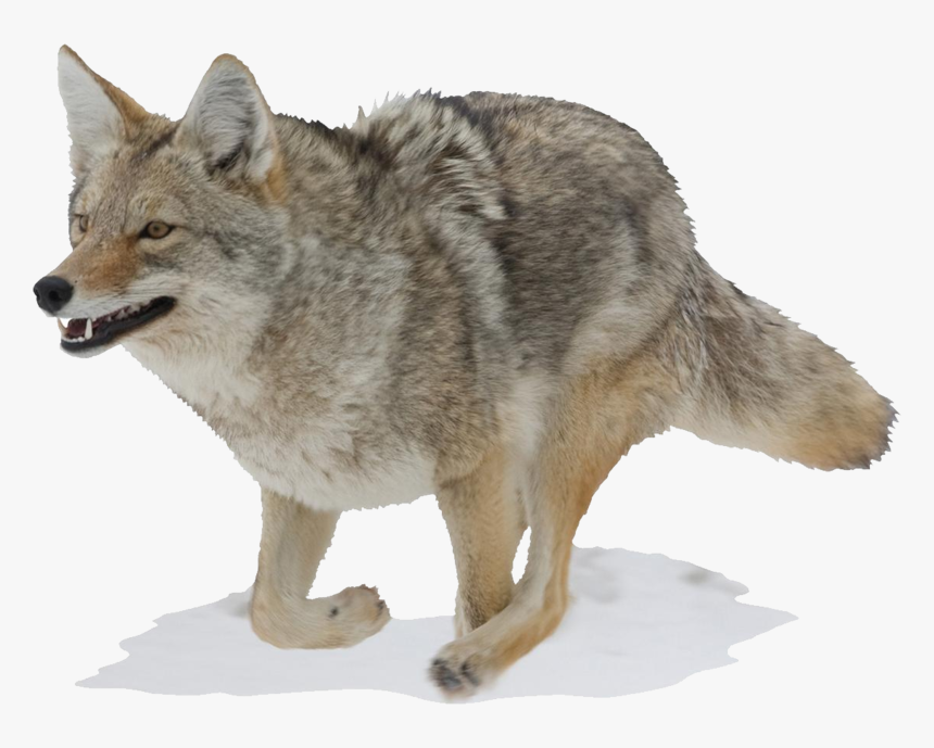 Jackal Background Coyote Transparent - Transparent Background Coyote Png, Png Download, Free Download