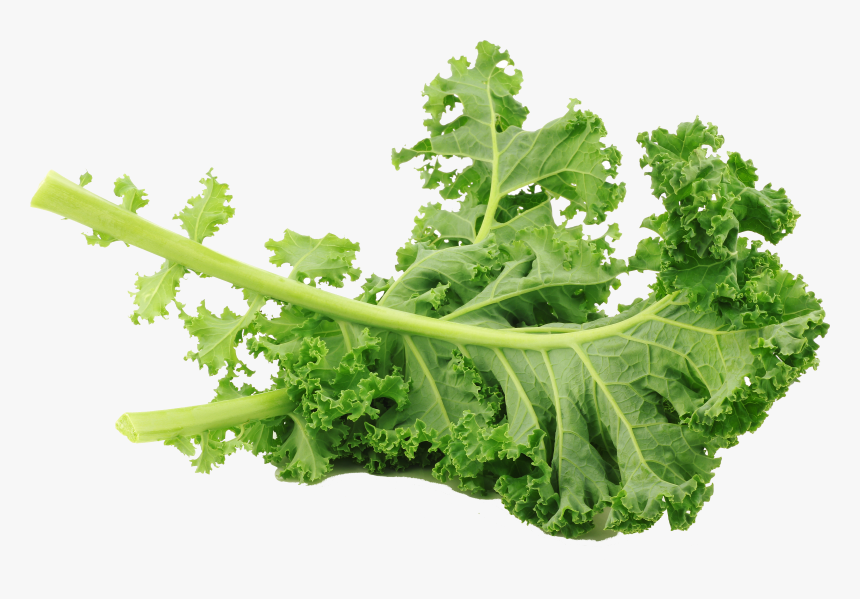 Kale Transparent Lacinato - Kale Curly, HD Png Download, Free Download