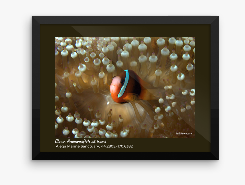 Turkey, HD Png Download, Free Download