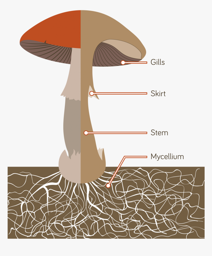 The Mushrooms We Eat Are The Fruiting Bodies Of A Giant - Anatomy Of Mushrooms, HD Png Download, Free Download