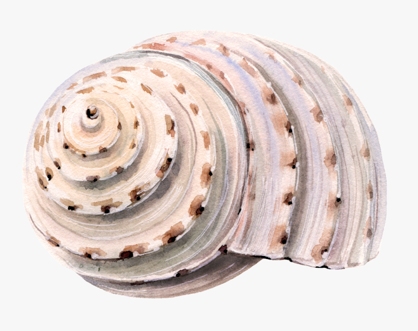 Transparent Sea Shell Png - Seashell, Png Download, Free Download