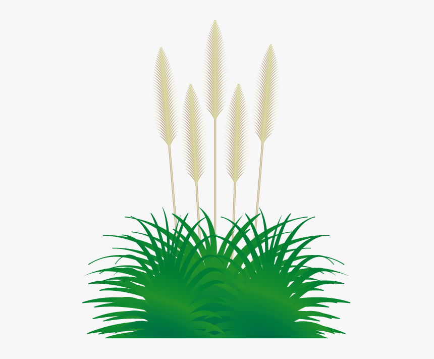 - Grasses - Pampas Clipart, HD Png Download, Free Download