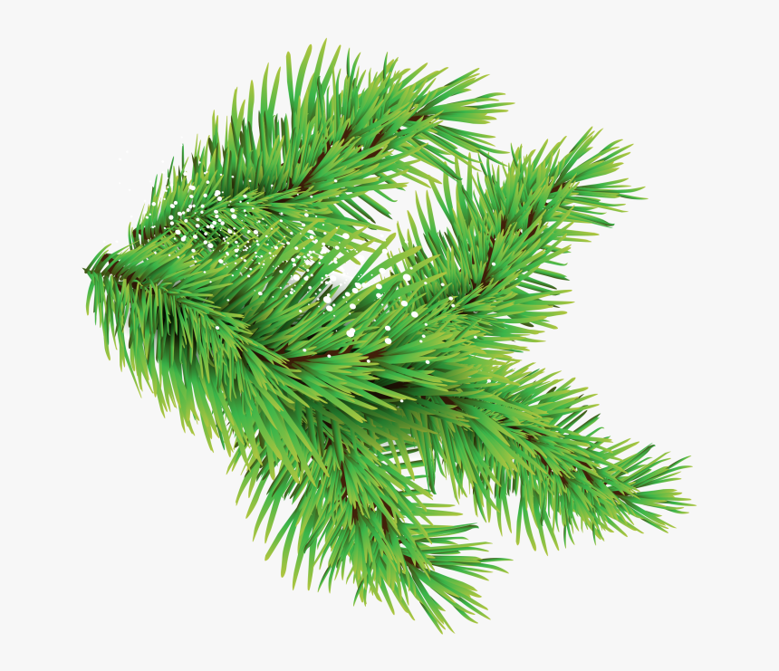 Christmas Trees Leaves Png Images With Different Sizes - Leaf From Christmas Tree, Transparent Png, Free Download