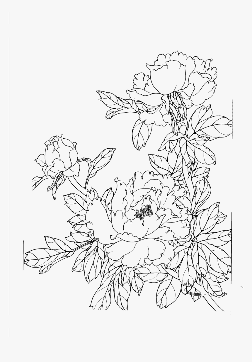 Peony Flower Line Drawing Png Download - Png Peony Flower Drawing, Transparent Png, Free Download