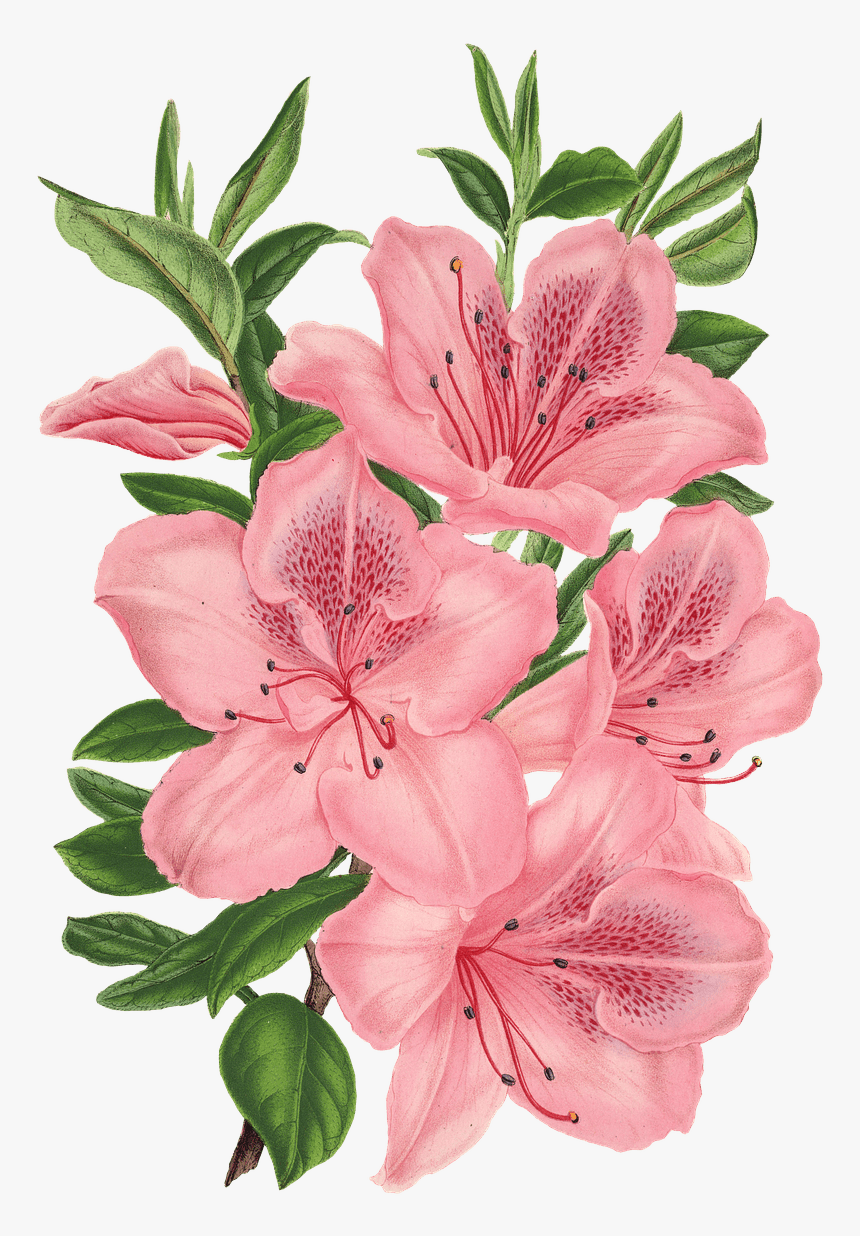 Pink Bunch Of Flowers Drawing Transparent Png - Pink Flowers Drawing Png, Png Download, Free Download