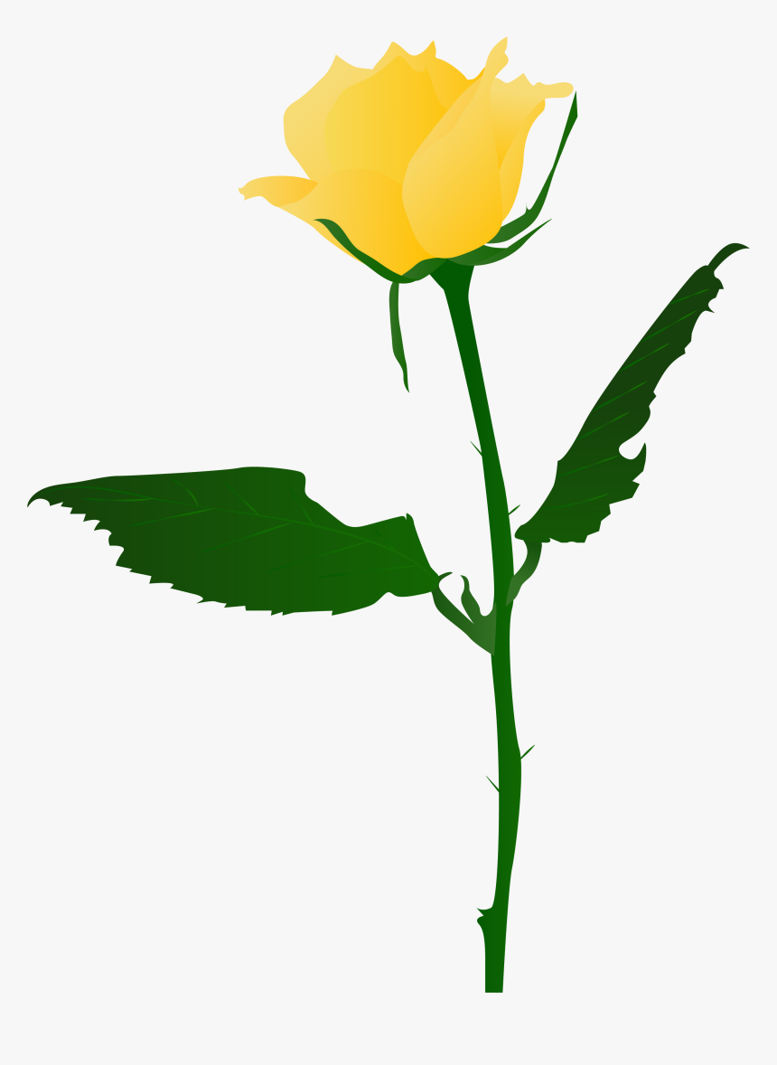 Transparent Rose Png - Yellow Roses Pictures Png, Png Download, Free Download