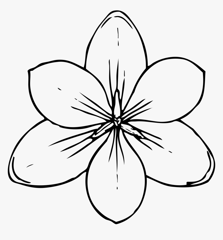 Transparent Hawaiian Flowers Png - Flower Top View Drawing, Png Download, Free Download