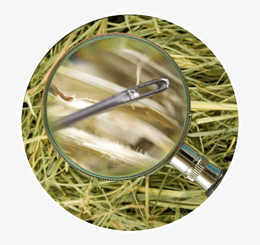 Needle In A Haystack, HD Png Download, Free Download