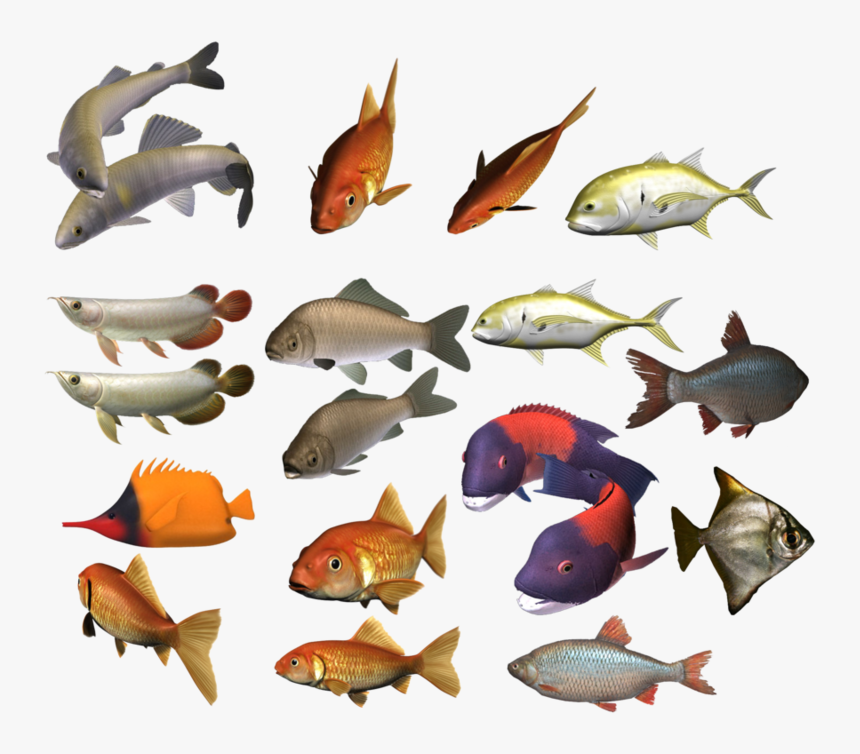 Colour Fish Images Png, Transparent Png, Free Download