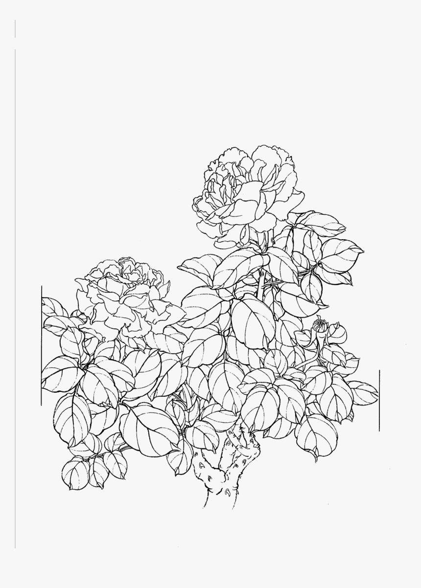 Clip Art Collection Of Free Flowers - Flowers Line Drawing Png, Transparent Png, Free Download