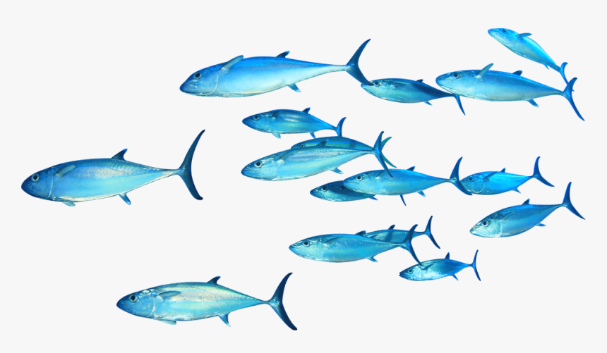 Download Free Fish Png Transparent Images Transparent - Swimming Fishes Transparent Background, Png Download, Free Download