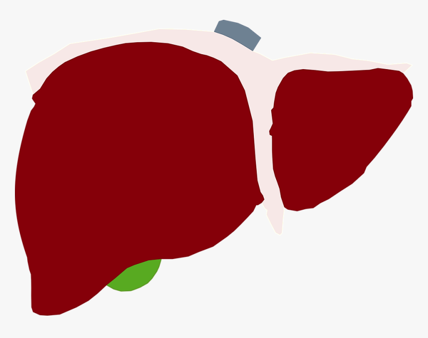 El Hígado Humano, Hígado, Rojo Hígado, Corazón - Humano Higado Png, Transparent Png, Free Download
