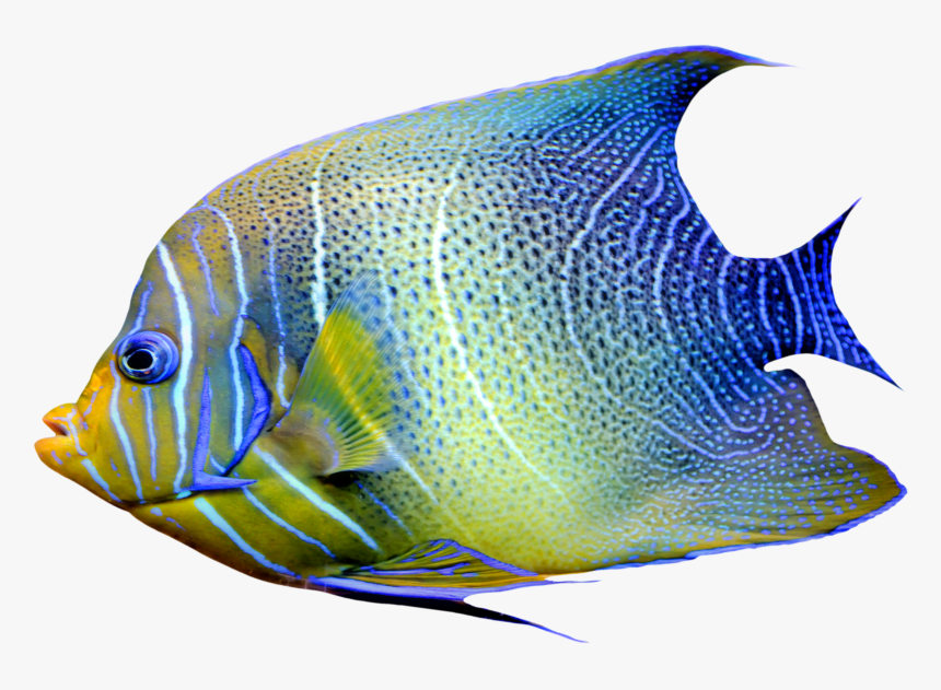 Realistic Fish Blue And Yellow Png Clipart - Fish Png, Transparent Png, Free Download