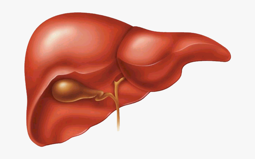 Higado - Does The Liver Do In The Digestive System, HD Png Download, Free Download