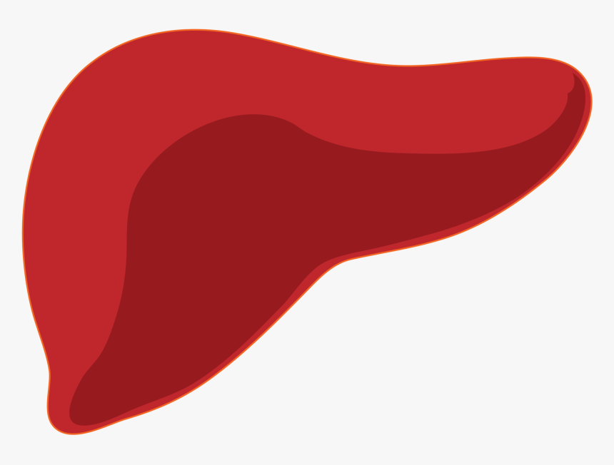 Higado - Transparent Liver Png, Png Download, Free Download