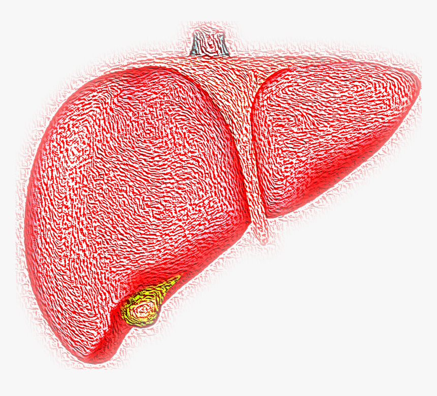 Hígado, Hepática, Órgano, La Ictericia, La Bilis - Liver Cell, HD Png Download, Free Download