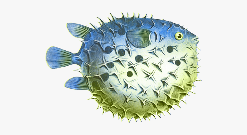 Puffer Fish Png Clipart - Puffer Fish Clip Art, Transparent Png, Free Download