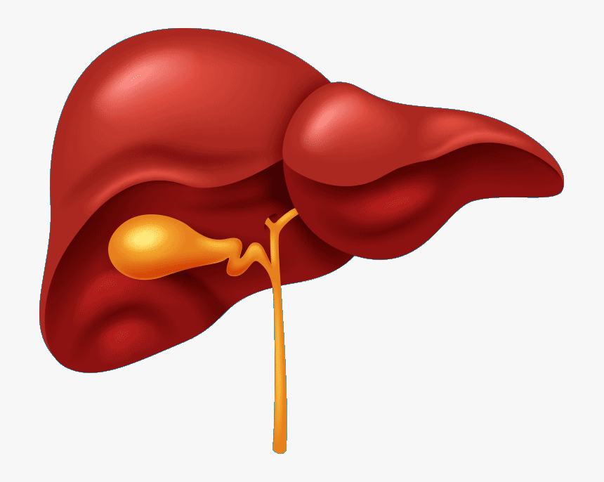 Digestive System Liver, HD Png Download, Free Download