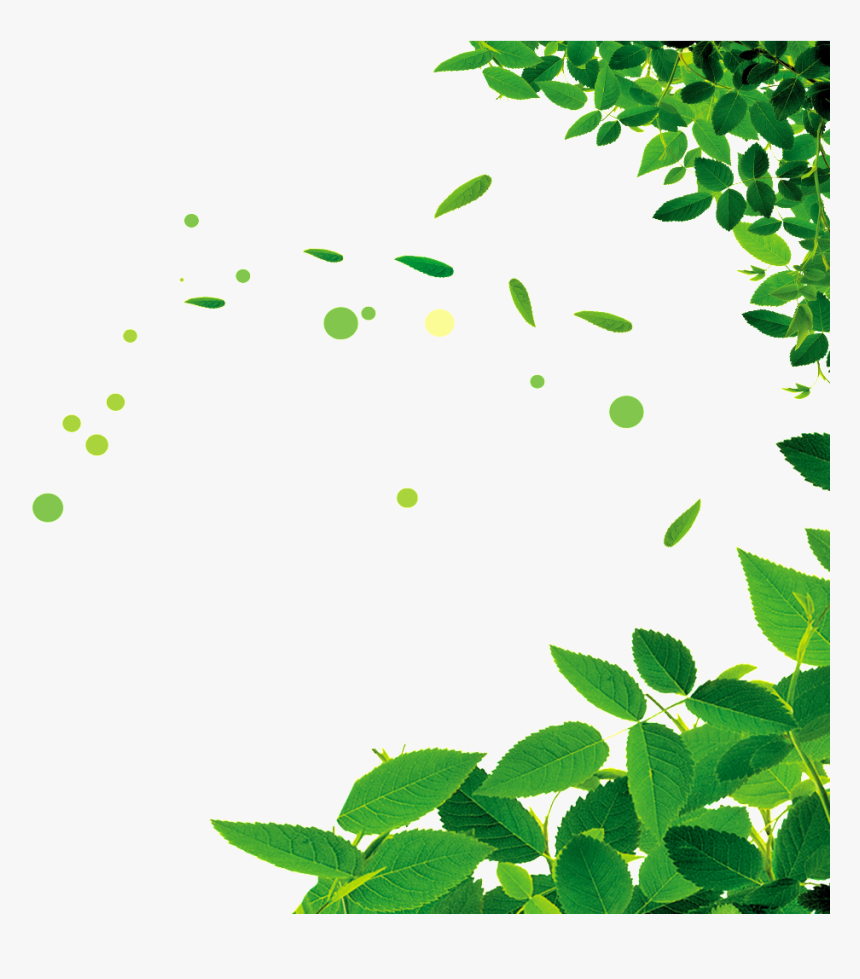 Beautiful Green Leaf Png - Leaves Border No Background, Transparent Png -  kindpng