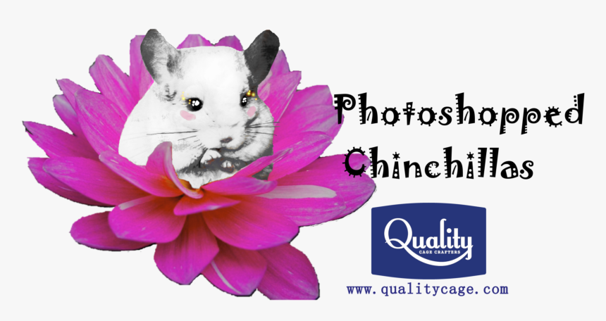 Photoshopped Images Can Be Hilarious, Beautiful, Or - Different Types Of Flower Petals, HD Png Download, Free Download