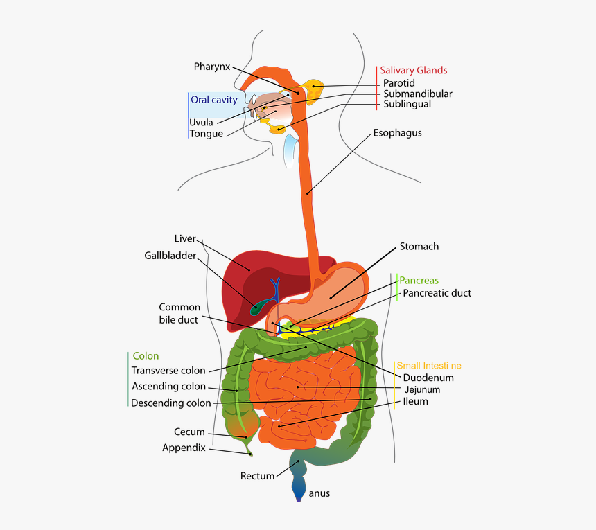 Difference Between Throat And Esophagus, HD Png Download, Free Download