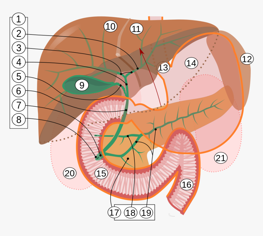 Digestion Absorption Of Lipids, HD Png Download, Free Download