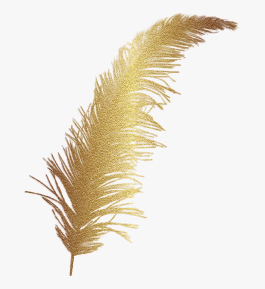 #feather #gold #accent #decal - Golden Feather Png, Transparent Png, Free Download