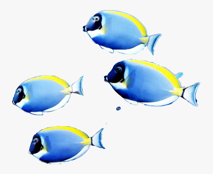 Fish PNG Images  Free Photos, PNG Stickers, Wallpapers