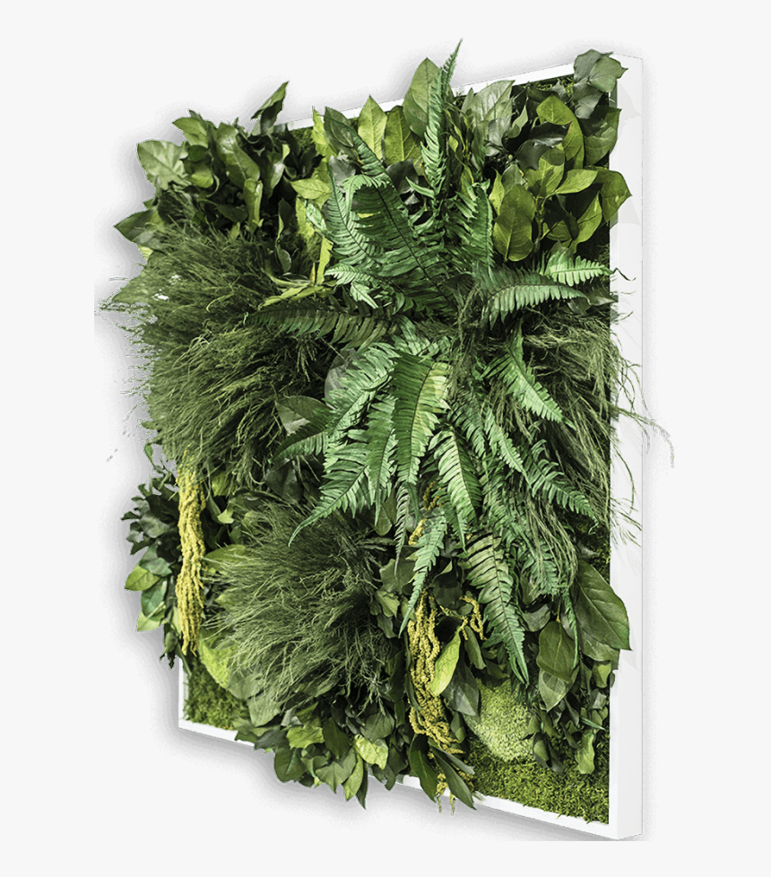 Plant Frame - Ostrich Fern, HD Png Download, Free Download