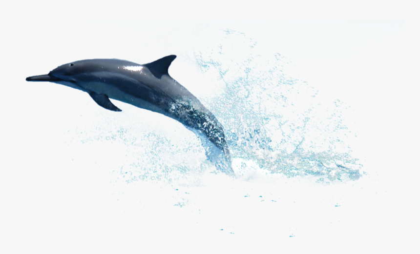 Water Splash - Transparent Background Dolphin Png, Png Download, Free Download