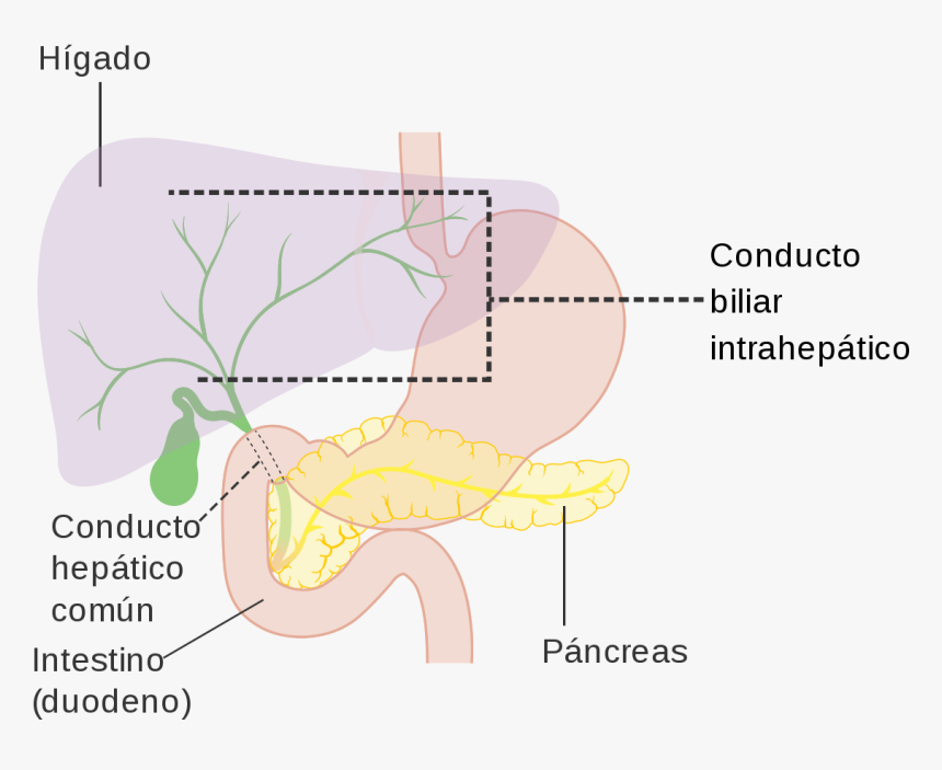 Diagram, HD Png Download, Free Download