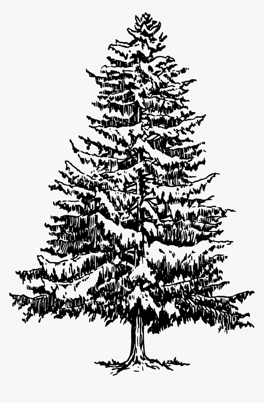 How To Draw A Christmas Tree - Pine Tree Drawing Png, Transparent Png, Free Download