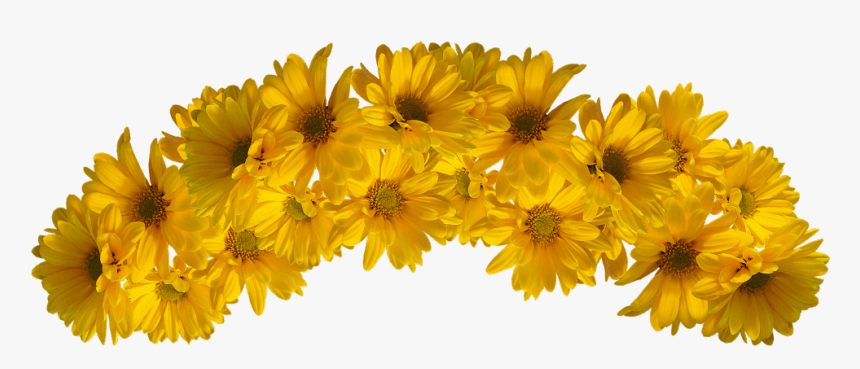 Flower Yellow Color - Yellow Flower Crown Png, Transparent Png, Free Download