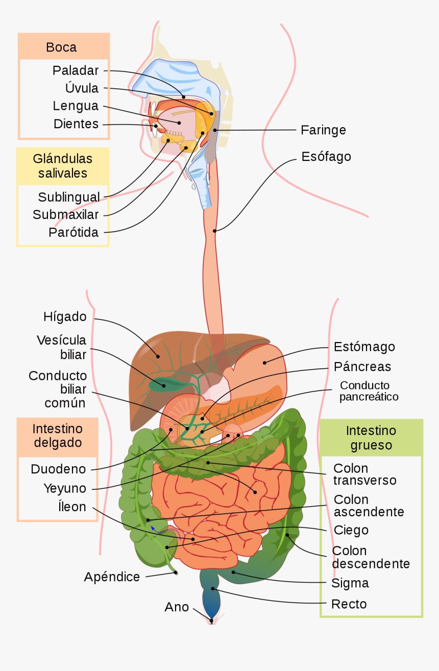 Gastrointestinal Tract, HD Png Download, Free Download