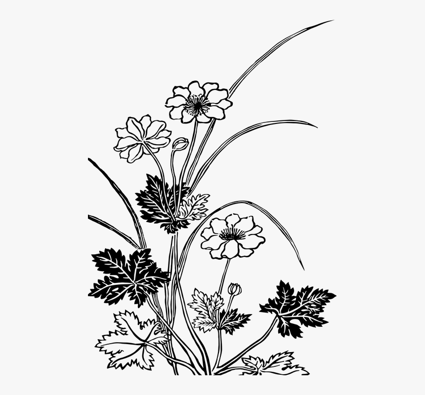 Vintage, Flowers, Floral, Plants, Nature, Botany - Flowering Plants Black And White, HD Png Download, Free Download