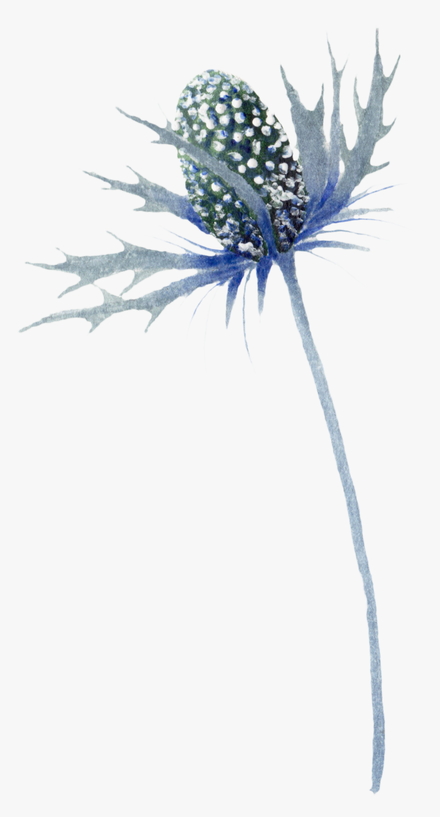 Blue Thistle Flowers Png Photo - Sea Holly Png, Transparent Png, Free Download