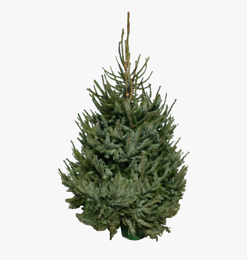 Potted Christmas Trees Penzance - Christmas Tree, HD Png Download, Free Download