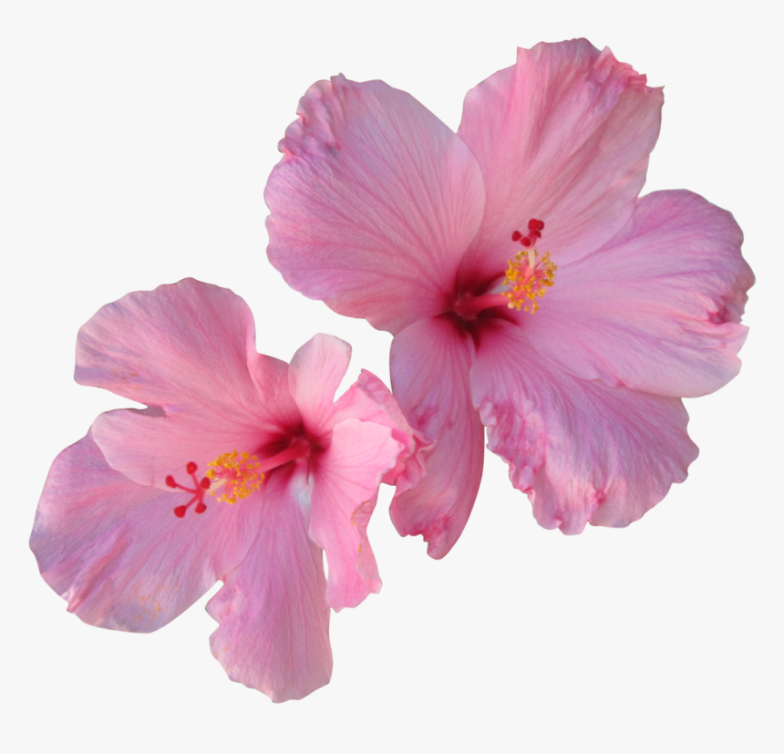 Hibiscus Tea Hair Flower - Transparent Tropical Flower Png, Png Download, Free Download