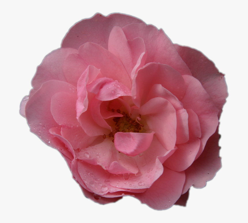 Pink Rose, Flower, Macro, No Background, Png, Isolated - Flor Rosa Sem Fundo, Transparent Png, Free Download