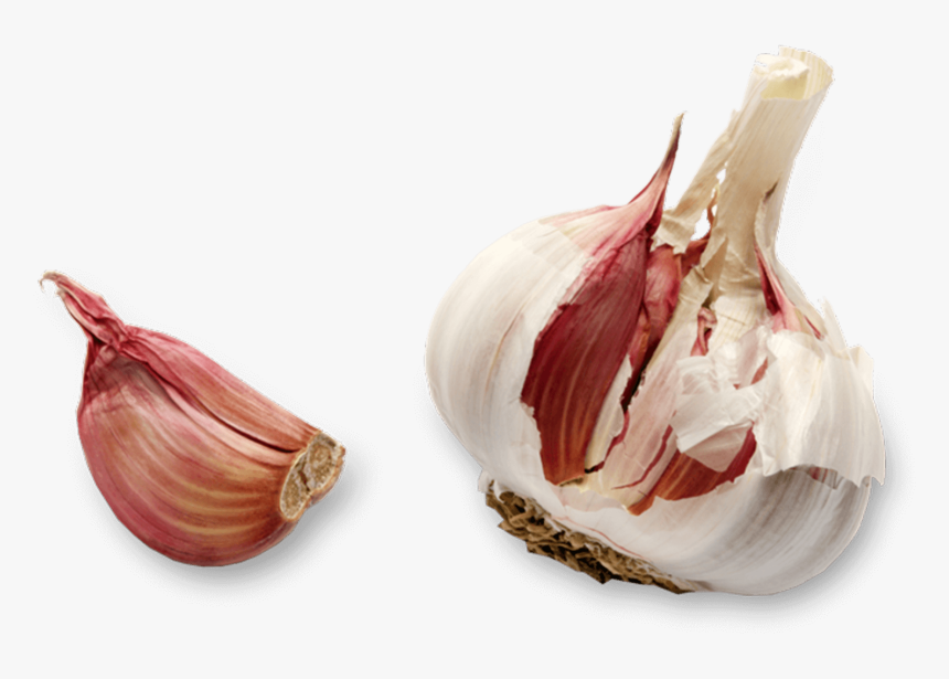 Clip Art Dentes De Alho - Garlic, HD Png Download, Free Download