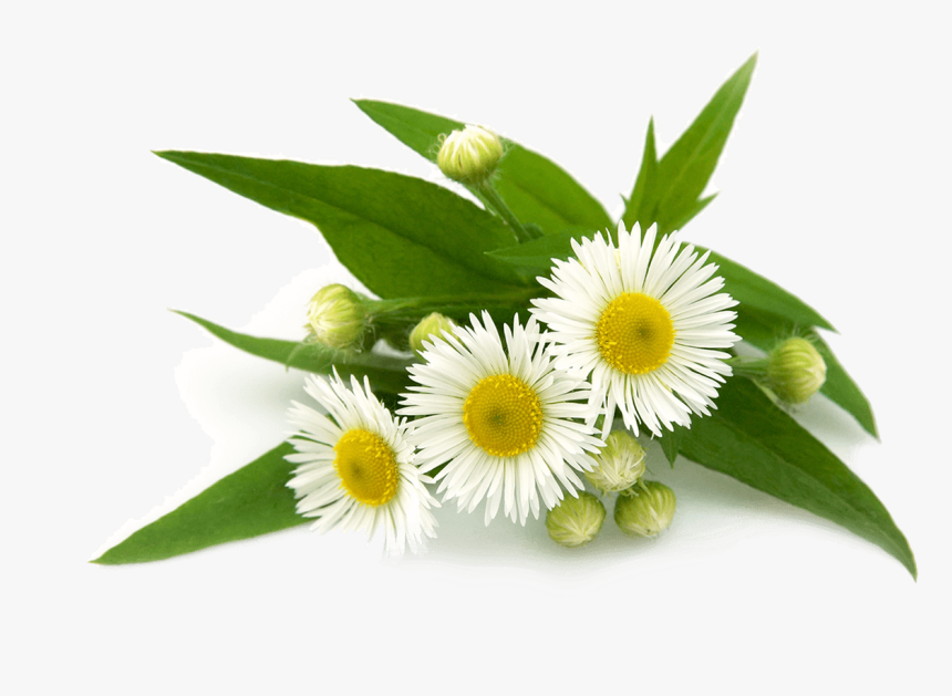 Roman Chamomile Vs German Chamomile, HD Png Download, Free Download