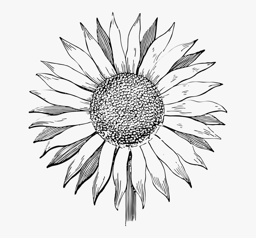 Sunflower Clipart Black And White Free