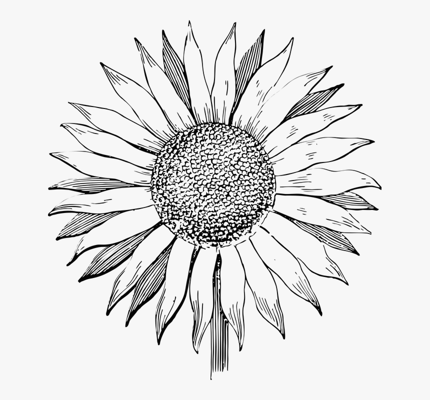 Sunflower, Flower, Line Art, Summer, Floral, Vintage - Sunflower Black And White Clipart, HD Png Download, Free Download