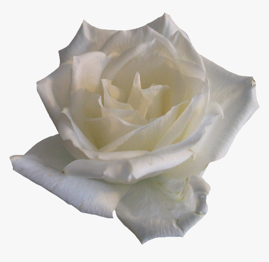 White Rose Png By Pngimagesfree White Rose Png- - White Flower Aesthetic Png, Transparent Png, Free Download
