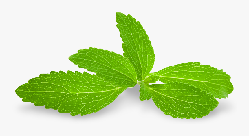 Stevia Leaf Transparent, HD Png Download, Free Download