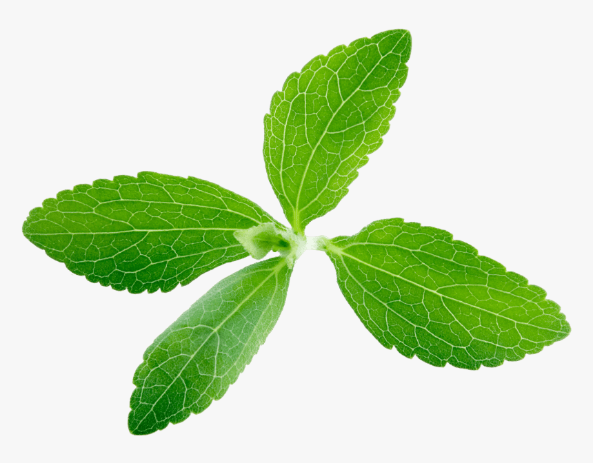 Stevia Leaf Transparent, HD Png Download, Free Download