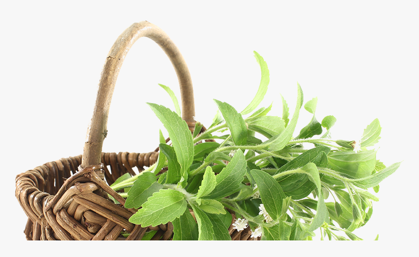 Transparent Stevia Png - Stevia Png, Png Download, Free Download