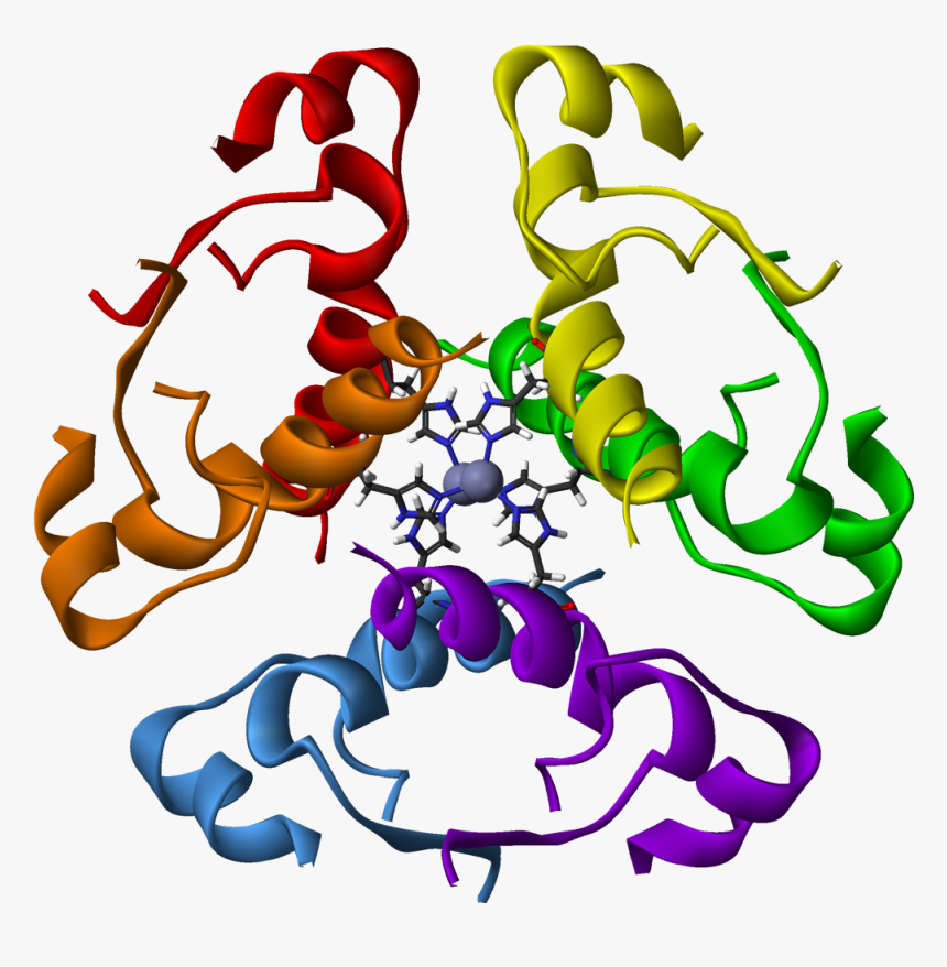 Human Insulin Hexamer 3d Ribbons - Insulin Protein, HD Png Download, Free Download