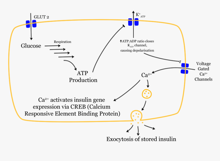 Glucose Insulin Release - Beta Cells Insulin Mechanism, HD Png Download, Free Download